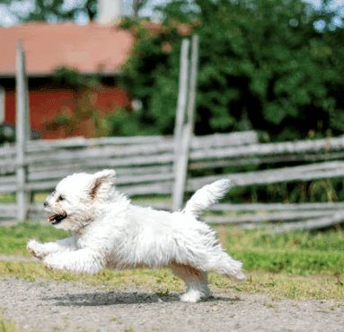 15 % rabatt vid köp över 1 200 kr hos VetZoo