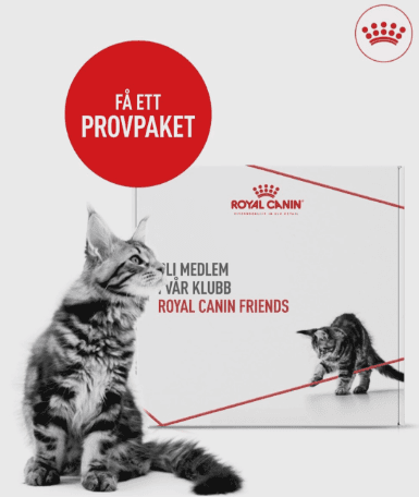 Registrera din nya kattunge i ROYAL CANIN Friends - Royal Canin