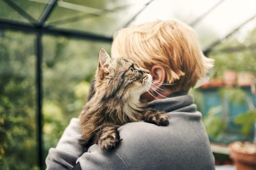 Upp till 50% vid försäkring av katt - Agria