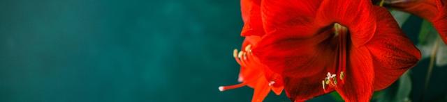Kampanj på amaryllis