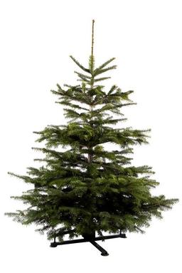 Äkta Kungsgran 175-230 cm - Förmånligt Erbjudande