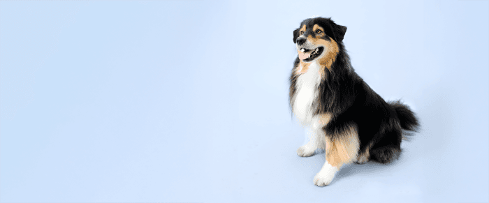 Välkomstpaket från Lassie & FirstVet! 200 kr via Refunder!