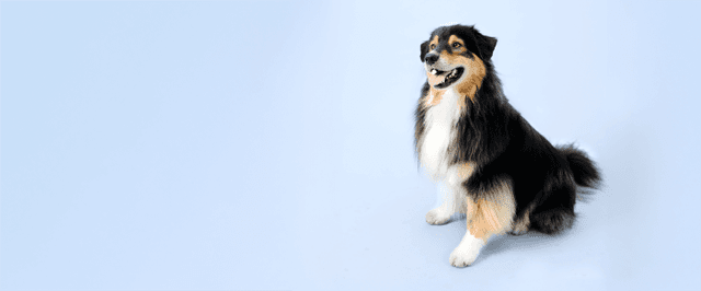 Välkomstpaket från Lassie & FirstVet! 200 kr via Refunder!