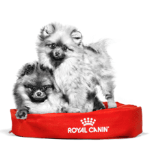 25 % rabatt på en foderbeställning hos Royal Canin