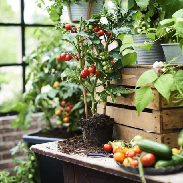 Plantagen - 40% på ekologiska och lokala grönsaker