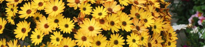 Skapa Drömmens Sommarblomsterkruka Idag!