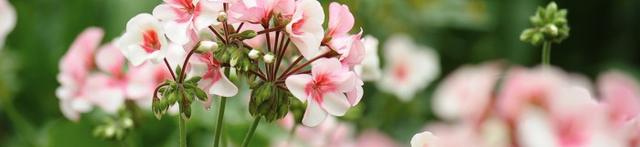 Vackra Pelargoner: Tips och Färgglad Dekor