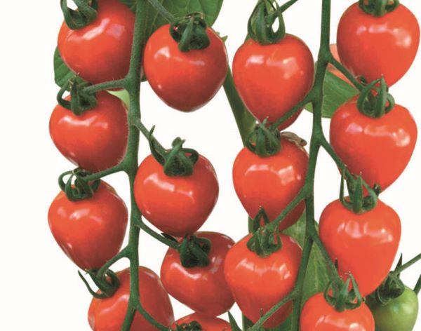 Färska grönsaker från Plantagen