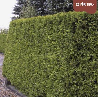 Tuja Brabant 3L, 60-80cm - Krukodlad häckplanta