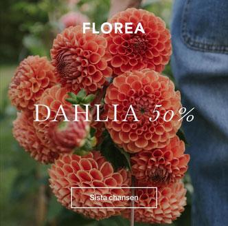 Sista chansen! 50% på dahliaknölar hos Florea