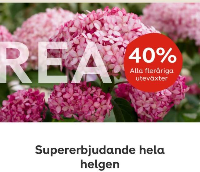 Plantagen - 40 % på alla fleråriga uteväxter