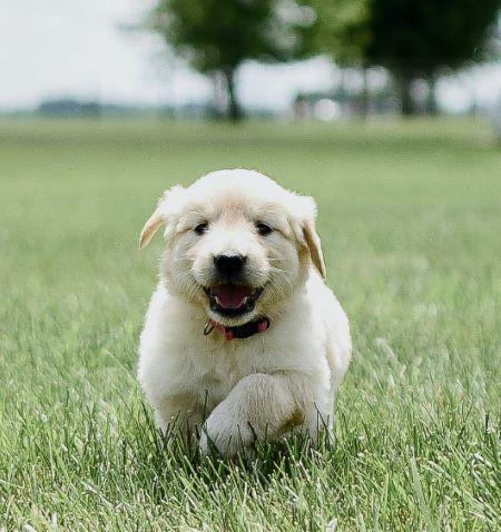 Valpbag - gratis startkit